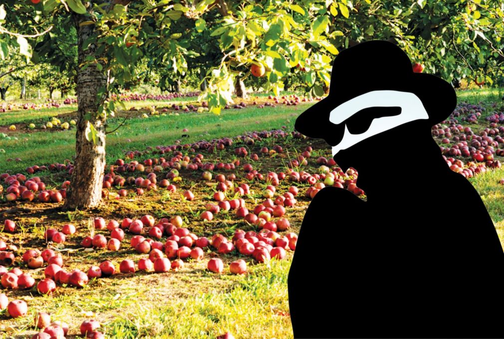 Kradli jabłka, grozi im 5 lat więzienia